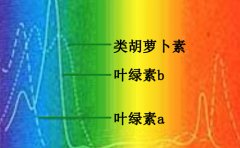 光敏色素调控疗法——快